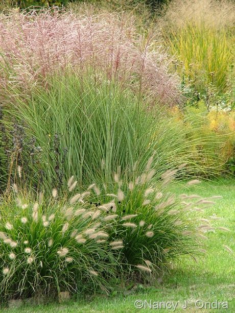 04 - Frost Grass with Cassian Fountain Grass