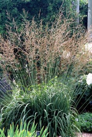 06 - Moor Grass Tall Purple
