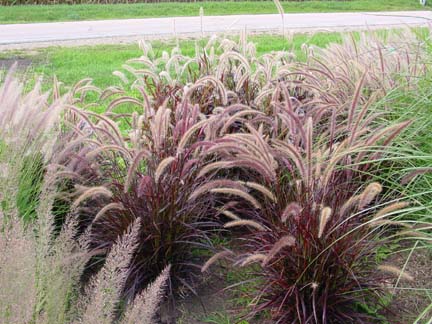 09- Purple Fountain Grass