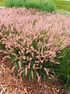 10 - Pink Fountain Grass