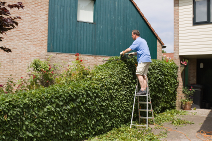 HomeZada Home Maintenance Tip trim shrubs away from siding