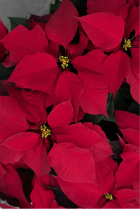 How to Care for Your Poinsettias