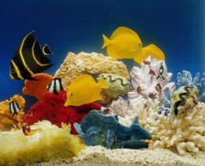 What You Need to Start Your First Aquarium