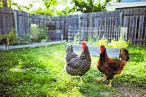 5 Convincing Reasons To Keep Backyard Chickens