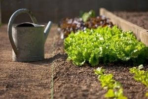 Unique Gardening Problems and How To Solve Them