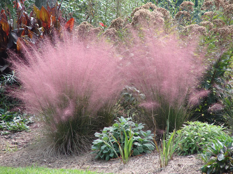 Incorporating Ornamental Grasses into your Landscape - Zen ...