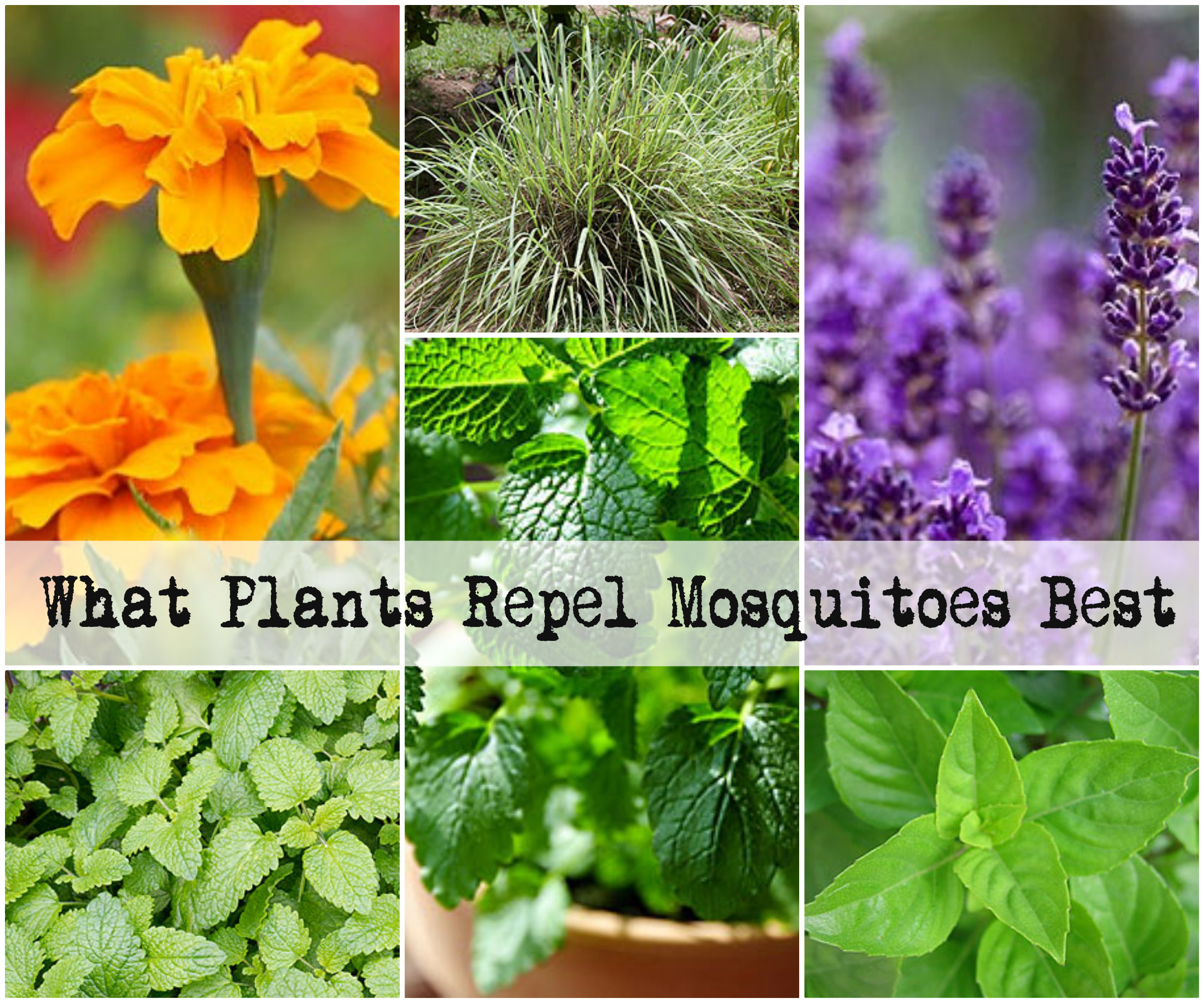 What Plants Repel Mosquitoes Best   What Plants Repel Mosquitoes Best 