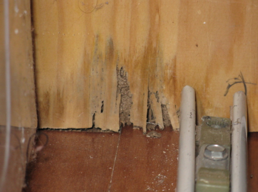 How to Spot Termite Damage in Your Home