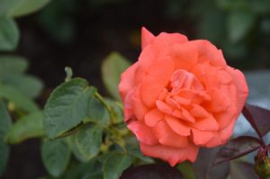 Pantone's color of the year into your backyard