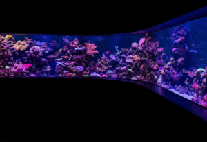 How to Design a Low Maintenance Aquarium You'll Love