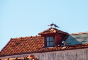 Bird Control: How To Keep Animals Out Of Your Attic And ...