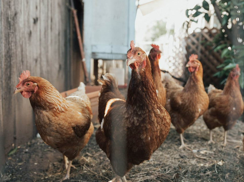 Raising Chickens in a Small Space?