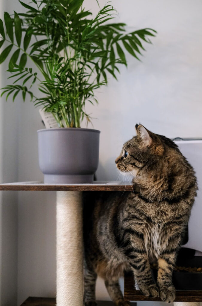 House Plants that could hurt your pets